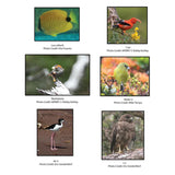 Hawaiian Wildlife "Native Hawaiian" Educational Coloring Book (Olelo/English)