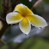 Image of a Plumeria Bloom