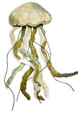 Kubla Crafts "Jellyfish" Capiz Wall Decor