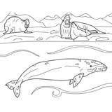 Advance Wildlife Education "Marine Mammals" Coloring Book Example Page