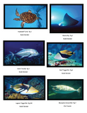Hawaiian Ma Kai Marine Wildlife Educational Coloring Book - The Hawaii Store