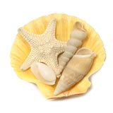 Yellow Scallop Shell Magnet 2''