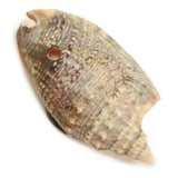 The Beachcomber's "Angaria Shell" Refrigerator Magnet