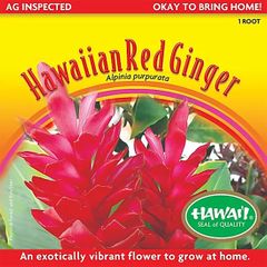 Hawaiian Red Ginger Bulb - The Hawaii Store