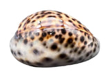 Cowrie Tiger Sea Shell-  Large