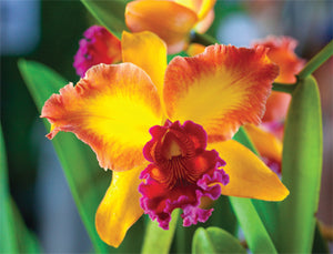 "Yellow Orchid" Note Card, 8-count Box