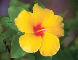 Box Card 8ct Yellow Hibiscus - Polynesian Cultural Center