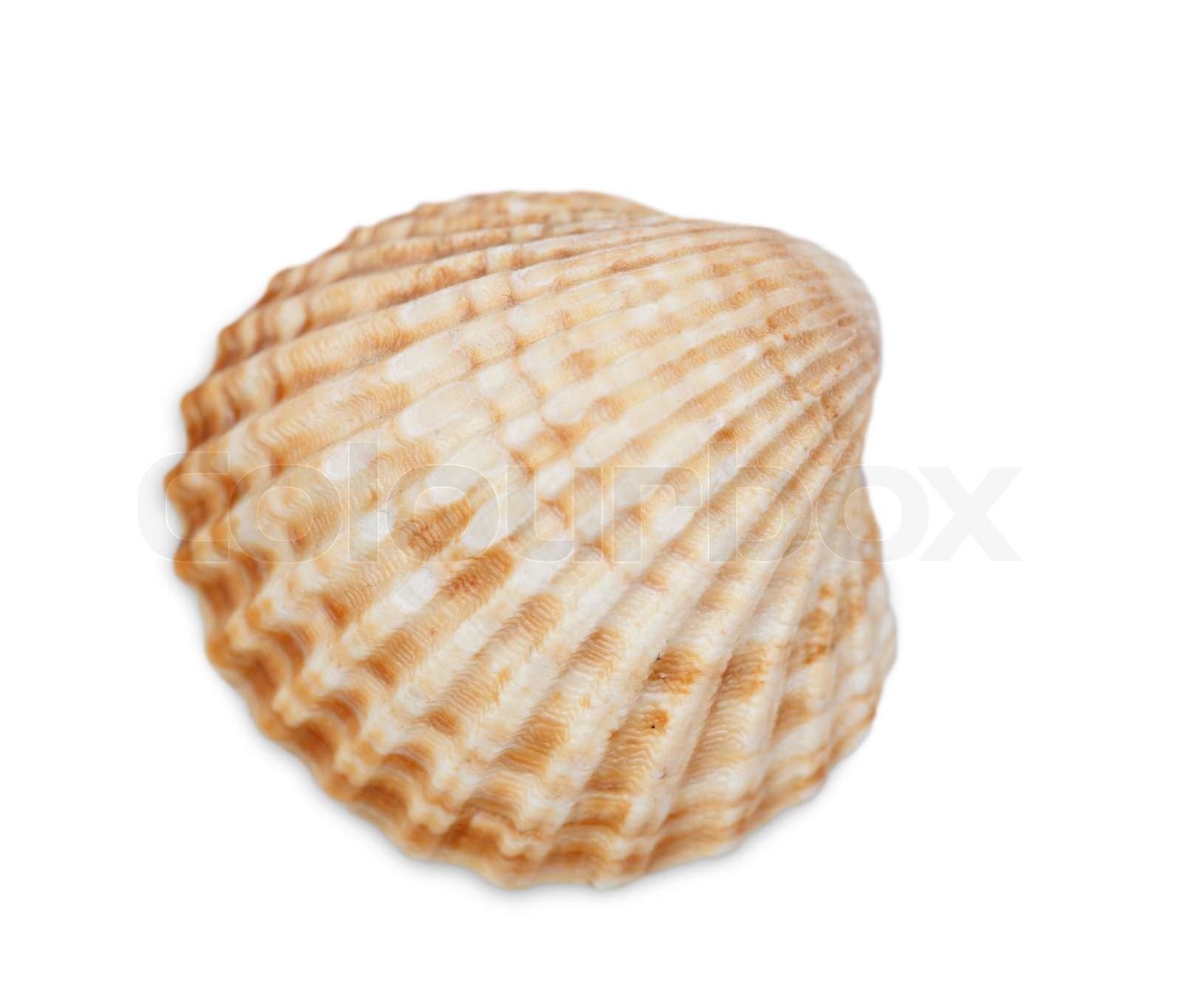 Scallop Sea Shell