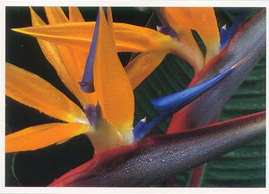 GC w/Envelope Bird of Paradise - Polynesian Cultural Center