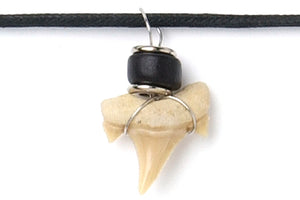 Black Disk Tooth Necklace - Polynesian Cultural Center
