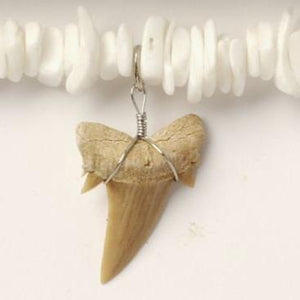 Clam Shell Chip Necklace with Shark Tooth Pendant