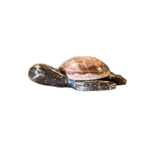 Small Marble Sea Turtle