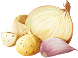 Macadamia Nut, Onion, Garlic Illustration