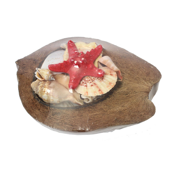 Coconut with Shells 8