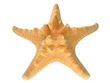 Starfish Horned 7-8'' - Polynesian Cultural Center