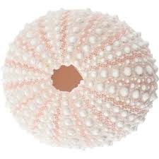 Authentic Sea Urchin Shell- Pink/White